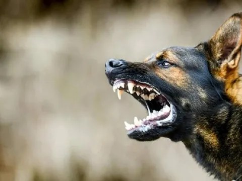 Trị chó cắn theo cách "lạ đời", người đàn ông trả giá bằng mạng sống