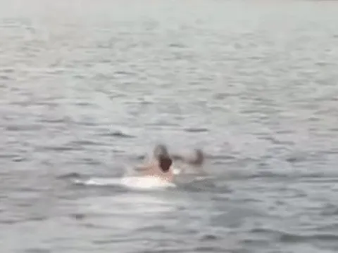 Diễn viên Bạch Tử Hiên nhận 'cơn mưa' lời khen khi lao xuống biển cứu 2 cô gái đuối nước