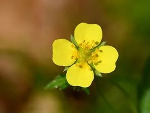 Một loài hoa dại có thể là “vũ khí siêu hạng” cho y học