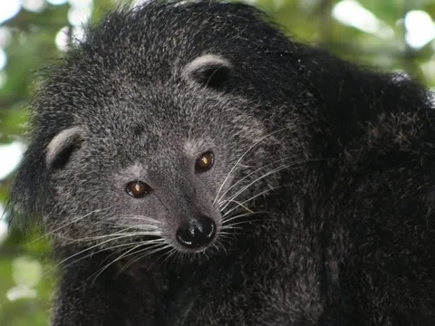 Những 'báu vật' hoang dã hiếm có, cần được bảo vệ ở Việt Nam