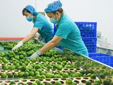 Loại quả của Việt Nam được cựu Đại sứ New Zealand ví như 'vàng xanh', vừa có thêm 'visa' sang Trung Quốc