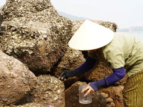 Phụ nữ miền biển Nghệ An khom lưng dưới nắng gắt, đục đá chắt chiu ‘lộc trời’