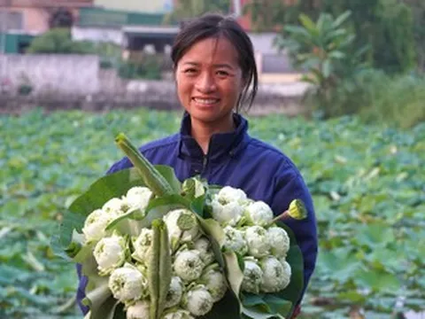 Sen nở sớm, vợ chồng ở Nghệ An lội bùn hái tới 500 bông/ngày, thu tiền triệu