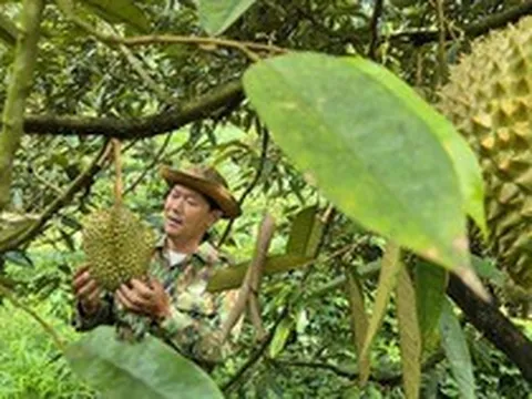 Giá sầu riêng có nơi chỉ còn 25.000 đồng/kg