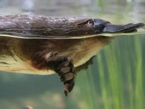 Loài động vật vô lý nhất hành tinh