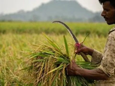 Không phải Thái Lan, đây mới là ‘vựa lúa’ đang liên tiếp đón tin buồn: Phụ phí lên đến 6.000 USD/container, Iran là khách hàng lớn nhất