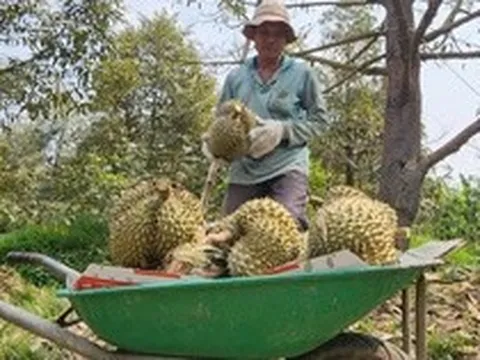 Sầu riêng lại rớt giá