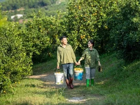 Cho thuê nhà ở Hà Nội, vợ chồng về quê làm vườn cam 3ha, bị chê 'gàn dở'