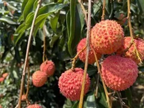 Sản lượng giảm mạnh, vải đầu vụ giá từ 50.000 - 70.000 đồng/kg