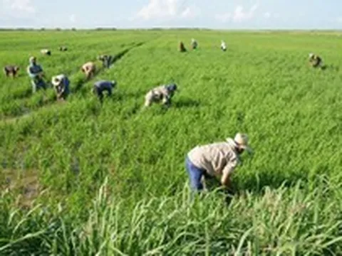 Cuba áp dụng cách của Việt Nam: Thả một loài vật xuống ruộng lúa, kết quả gây bất ngờ