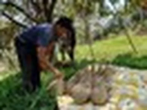 Sau Thái Lan, thêm một đối thủ của sầu riêng Việt Nam gặp khó: 30% diện tích bị ảnh hưởng, sản lượng liên tục giảm sút