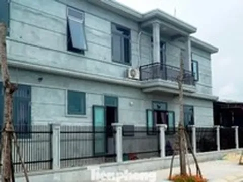 Bỏ mặc cây xanh thành 'củi khô' hàng loạt giữa khu định cư mới
