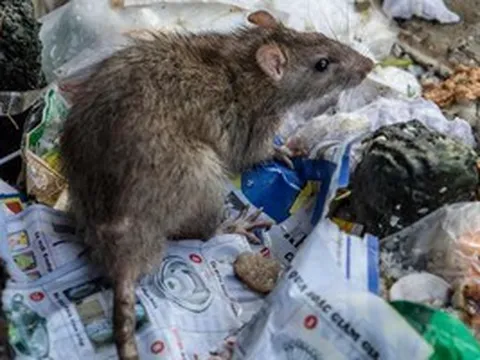 Bộ Y tế cảnh báo virus Hanta sau chùm ca tử vong trên tàu du lịch ở Nam Đại Tây Dương