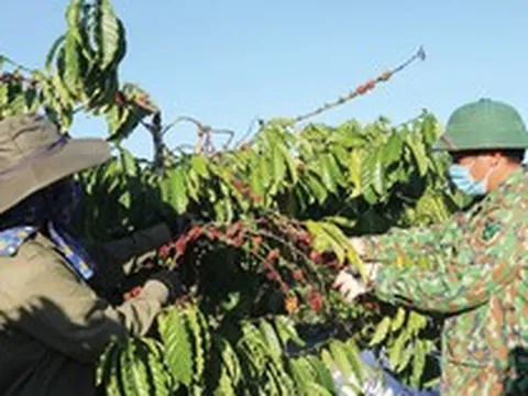Mặt hàng tỷ đô của Việt Nam ngày càng được thị trường Đức ưa chuộng: Quý I bán 100 tấn, thu gần nửa tỷ USD
