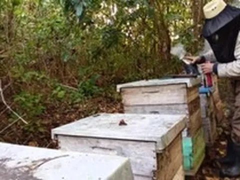 "Vàng ngọt" triệu USD tại Cuba: Xuất khẩu 8.000 tấn ra quốc tế, châu Âu sẵn sàng chi bội tiền