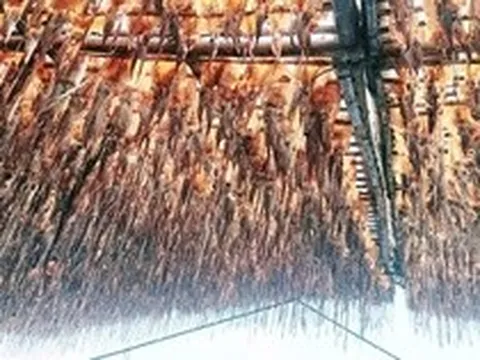 Tàu câu mực thu gần chục tỉ đồng mỗi chuyến biển, nhờ giá mực khô tăng cao kỷ lục