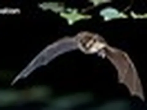 Xuất hiện 1 biến thể coronavirus mới trên loài dơi ở nước láng giềng Việt Nam