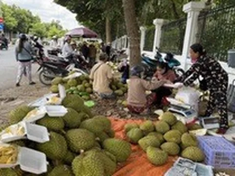 Con đường 'hot' nhất miền Tây: Nông dân đội nắng bán sầu riêng cả ngày