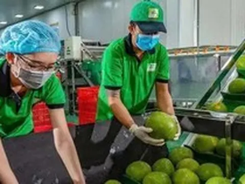 Bưởi, chanh Việt Nam rộng cửa vào thị trường Trung Quốc