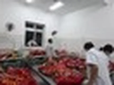 Lai Châu: Hơn 200 học sinh ngộ độc nghi do ăn quả lạ