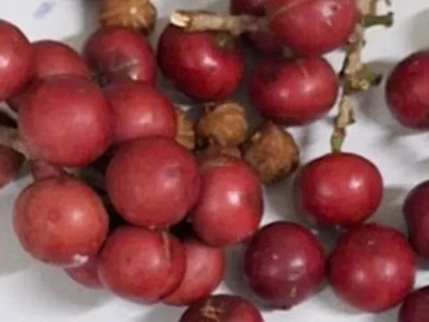 Hơn 200 học sinh nghi ngộ độc sau khi ăn quả lạ