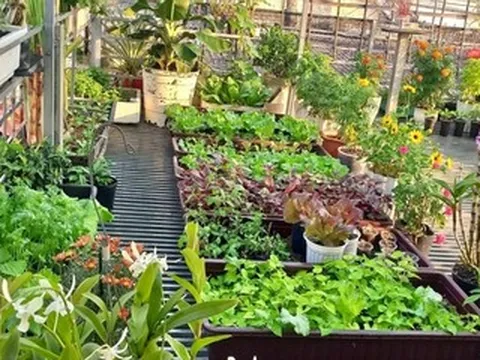 Người phụ nữ TPHCM bỏ chơi phong lan, biến sân thượng thành vườn rau xanh mướt