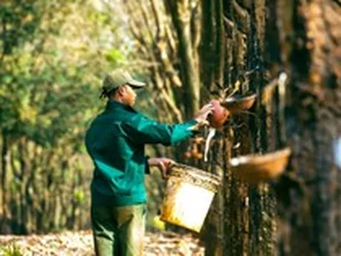 "Vàng trắng" từ cây gỗ tỷ USD: Góp phần đưa Việt Nam vào Top 3 thế giới