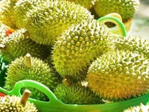 Sầu riêng rớt giá: Lối ra nào cho 'vua' trái cây?