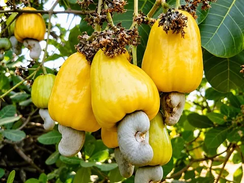 Khơi nguồn giá trị, nâng tầm hạt điều Việt