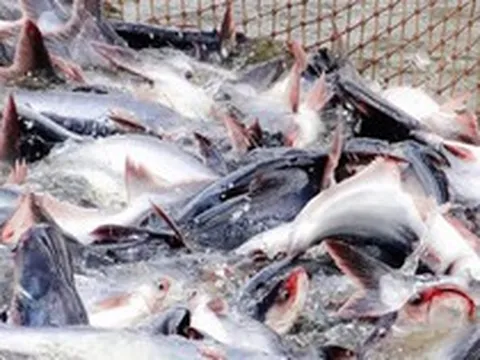 Mỹ báo tin vui cho một mặt hàng chủ lực của Việt Nam