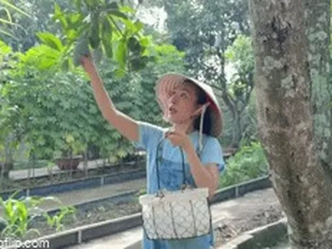 Mỹ Tâm thu hoạch xoài trong biệt thự nhà vườn, Cục trưởng Xuân Bắc nhiều tâm tư
