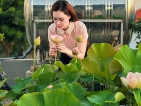 ‘Cõng bùn' lên sân thượng, 9X Quảng Ninh biến mái nhà thành vườn sen thơm ngát