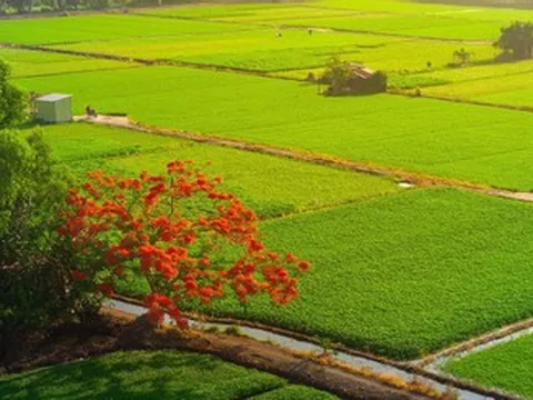 Mẹ tôi gom góp tiền lì xì để đón cháu về quê nghỉ hè