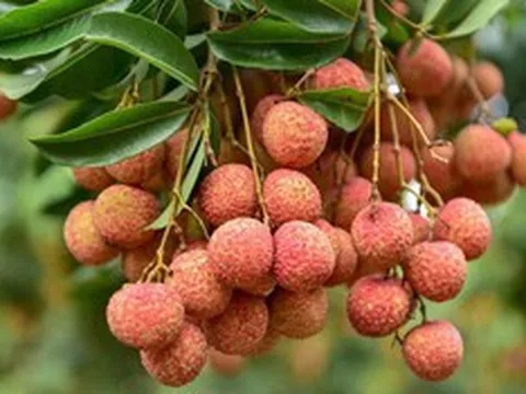 Loại trái cây đặc trưng của mùa hè, nhiều người mê nhưng một số nhóm người nên hạn chế ăn