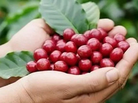 Giá cà phê giảm, gạo xuất khẩu chững lại