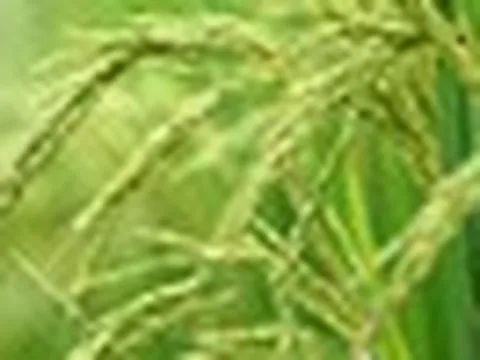 Vượt Trung Quốc, một quốc gia châu Á vừa trở thành nhà sản xuất gạo lớn nhất thế giới, sản lượng kỷ lục 154 triệu tấn