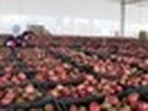 Một 'báu vật' triệu USD của Việt Nam được Trung Quốc liên tục săn đón, nước ta là nhà xuất khẩu top 10 thế giới