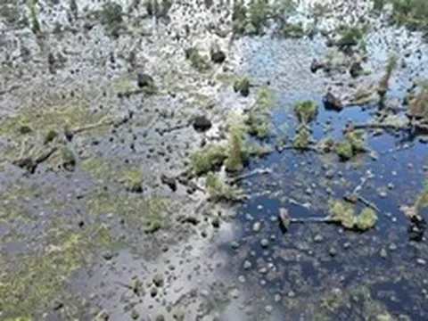 300 ha rừng tràm Vườn quốc gia U Minh Hạ suy kiệt nghiêm trọng