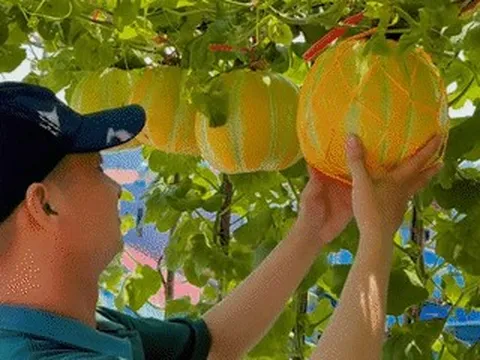 Biến sân thượng 90m2 thành vườn dưa, 9X Hải Phòng thu hoạch 3-4 vụ mỗi năm
