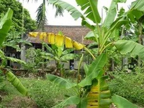 Vì sao người xưa thường trồng cây chuối sau nhà?