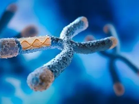 Một lỗi DNA có thể biến chuột cái thành đực: Hy vọng cho con người