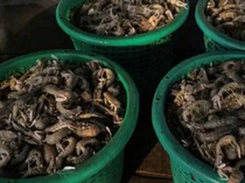 Sau gạo, thêm một mặt hàng của Thái Lan bị ‘cấm cửa’ tại quốc gia Đông Nam Á