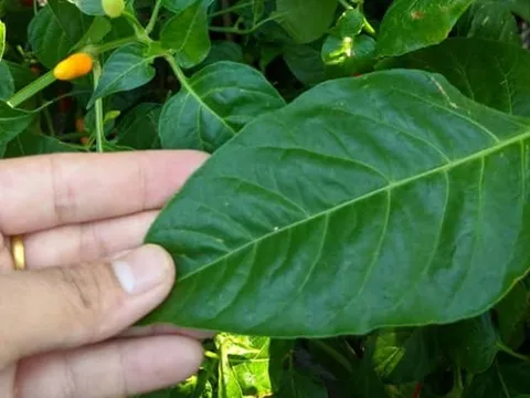 Đừng chỉ ăn quả, lá loại cây này quý như "nhân sâm người nghèo", mọc đầy ở quê nhưng ít ai biết