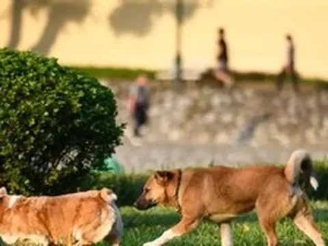 Từ 1/8, phạt tới 2 triệu đồng nếu để chó ra đường không rọ mõm