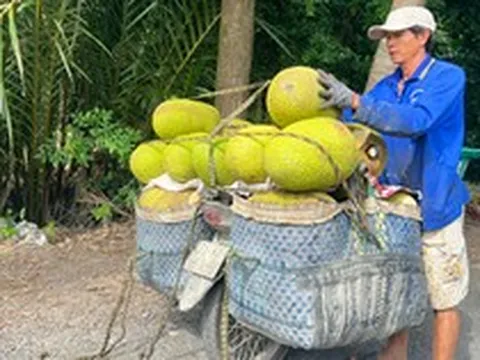 Trái cây lại rơi vào cảnh được mùa mất giá