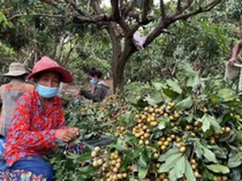 Campuchia quyết tâm làm giàu với loại quả Việt Nam đang trồng rất nhiều: Xuất khẩu trực tiếp sang Trung Quốc, tự tin sẽ mang lại lợi nhuận lớn