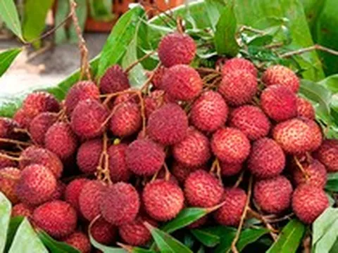 1.500 xe tải vừa hoàn thành nhiệm vụ, đưa một loại ‘ruby đỏ’ của Việt Nam sang Trung Quốc