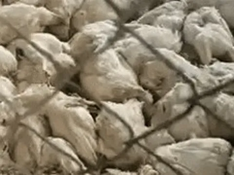 6.000 con gà chết nghi do mất điện, chủ đăng bài lên mạng xã hội nhờ "giải cứu", lý do phát hiện muộn