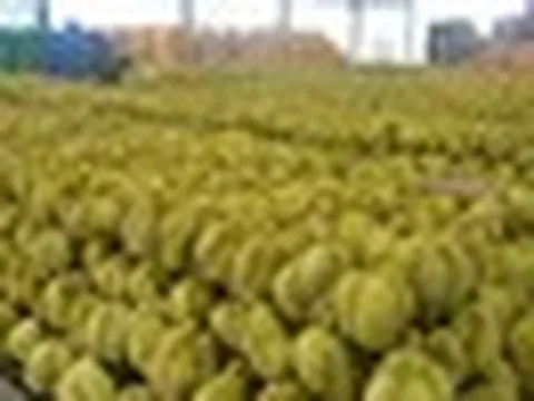 Thái Lan bất ngờ tìm được cứu tinh cho sầu riêng: Doanh số tăng gấp 10 lần chỉ trong 3 tháng, đơn hàng trái cây tăng 134%