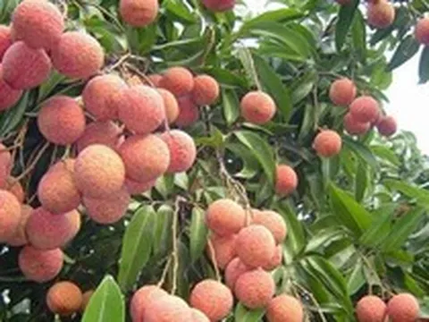Bắc Ninh thu kỷ lục hơn 7.200 tỷ đồng từ vải thiều